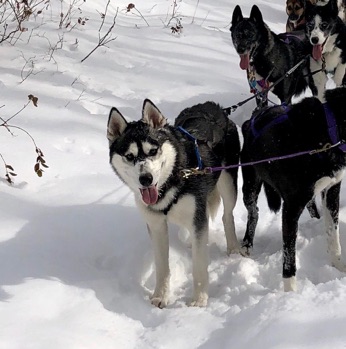 Two adorable Huskies and a cute Labrador dog dressed up as the Sanderson  sisters from Hocus Pocus fo…